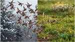 Robins Migration