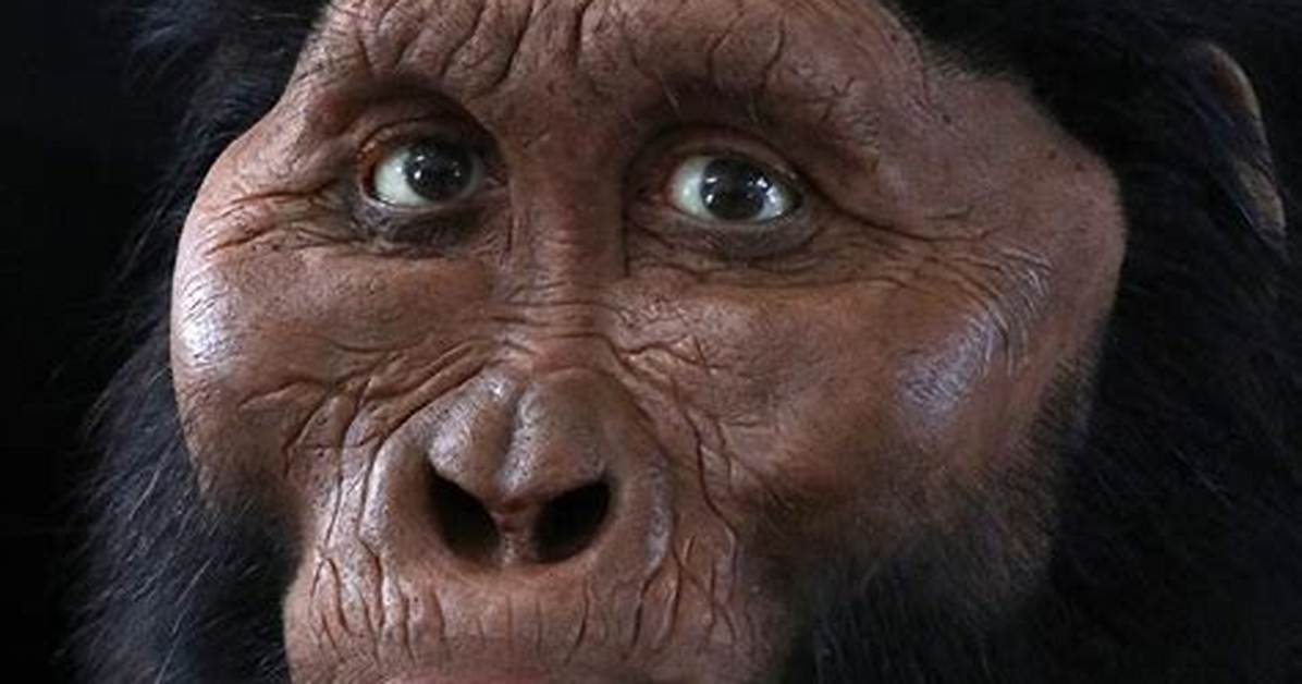 Robust Australopithecines