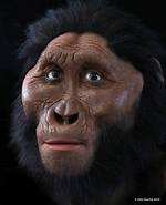 Robust Australopithecines