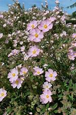 Rock Roses