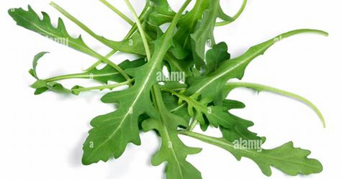 Rocket Leaves