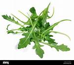 Rocket Leaves