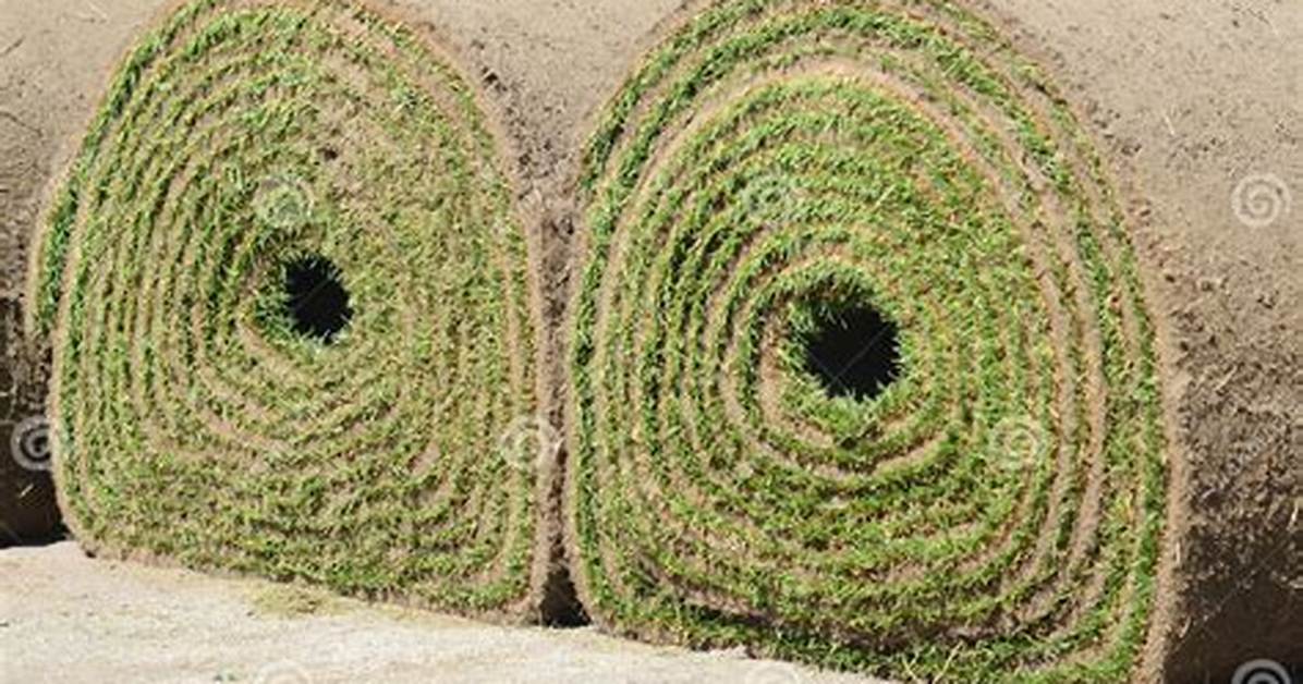 Rolled-up Grass?