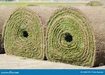 Rolled-up Grass?