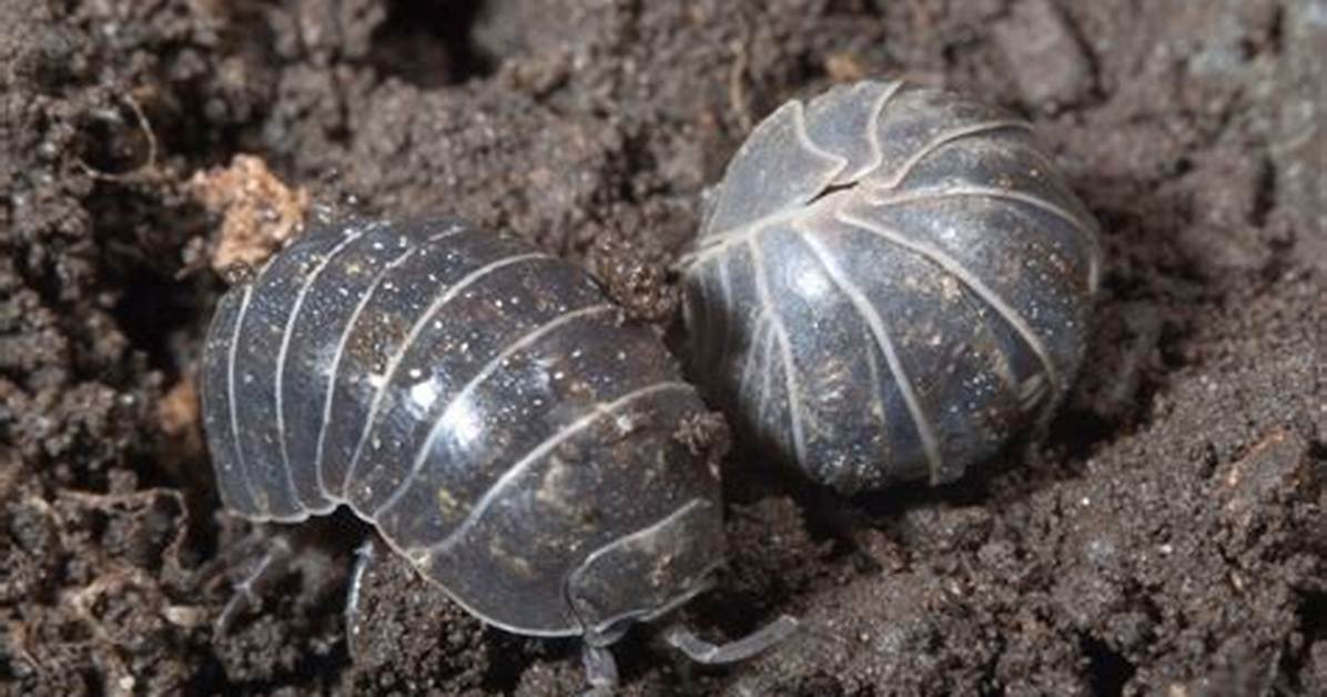Rollie Pollies