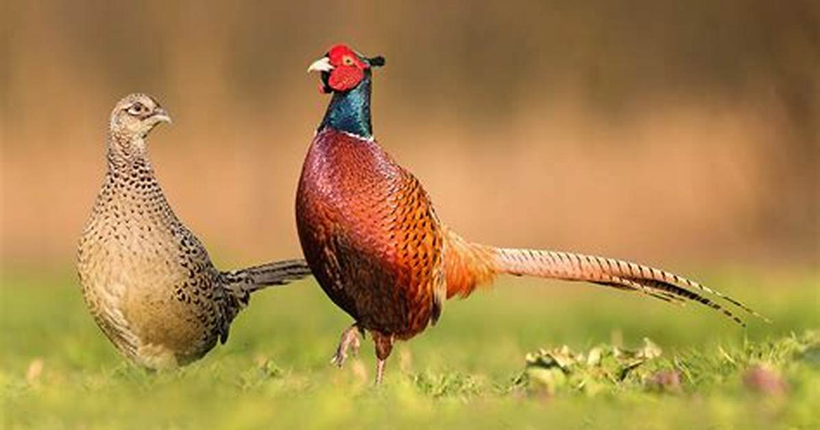 Rooster Pheasant