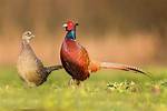 Rooster Pheasant