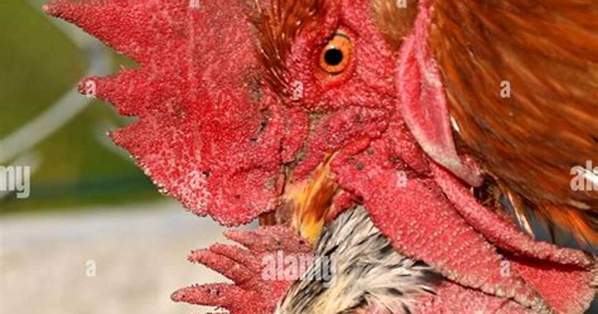 Rooster's Mate