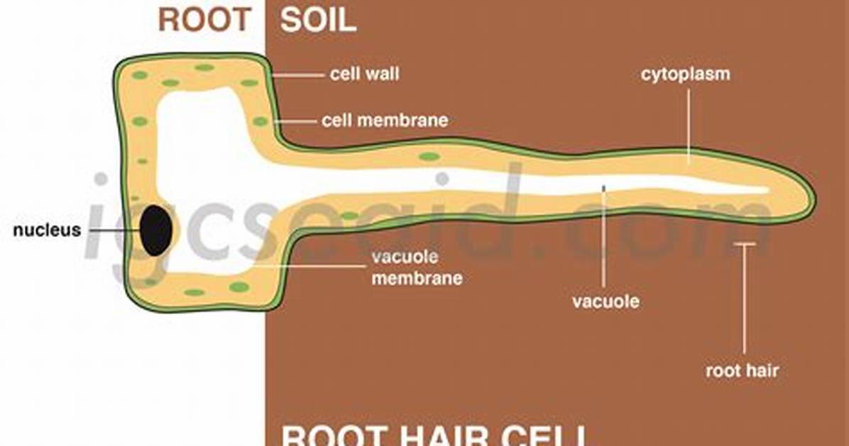 Root Hair Cell Function