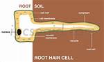Root Hair Cell Function