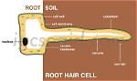 Root Hair Cell