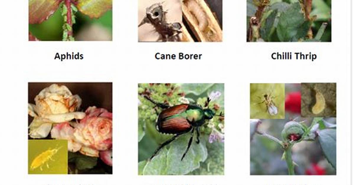 Rose Bugs