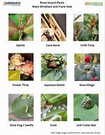 Rose Bugs