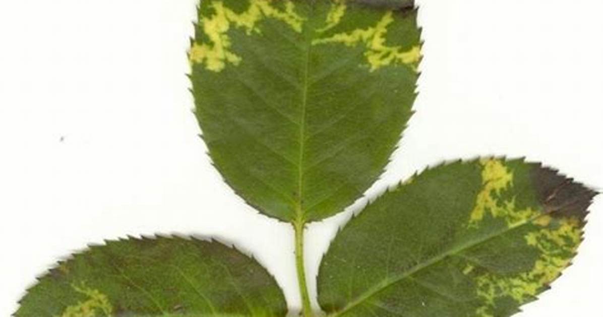 Rose Leaf