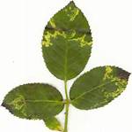 Rose Leaf