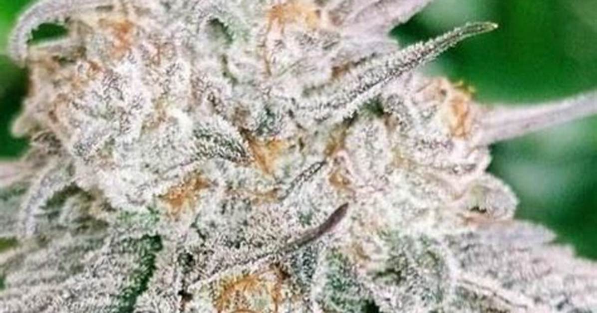 Rose Strain