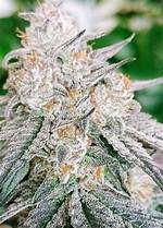 Rose Strain