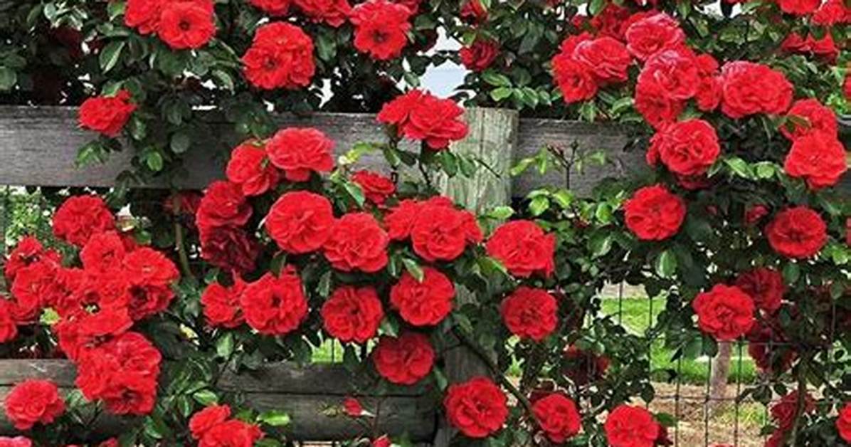 Rose Vines
