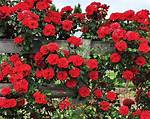 Rose Vines