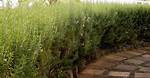 Rosemary Hedge