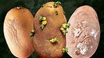 Rotten Potato
