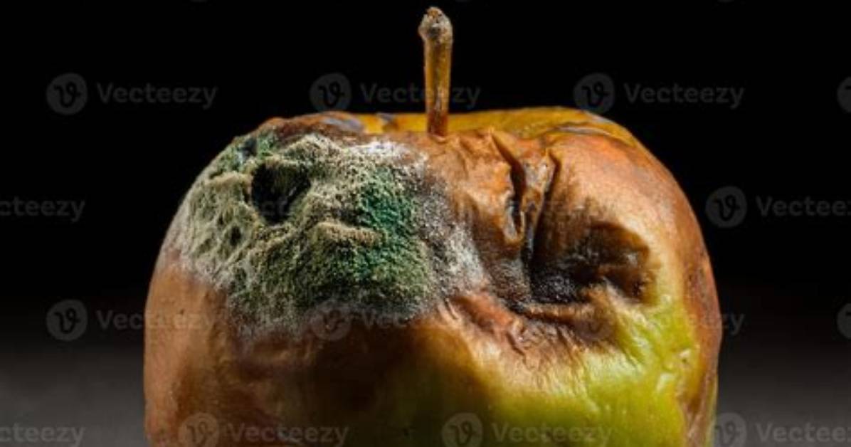 Rotting Apple