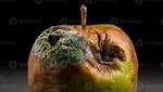 Rotting Apple