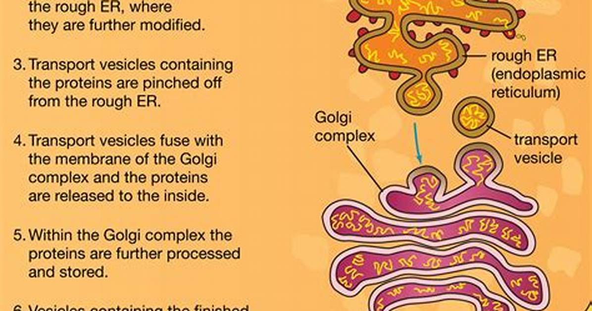 Rough Endoplasmic Reticulum Function