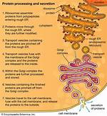 Rough Endoplasmic Reticulum Function