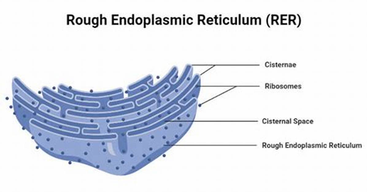 Rough Er Definition