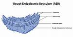 Rough Er Definition