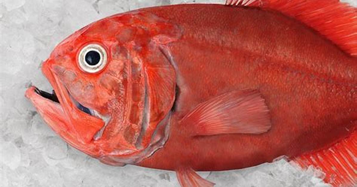 Roughy Fish