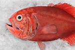 Roughy Fish