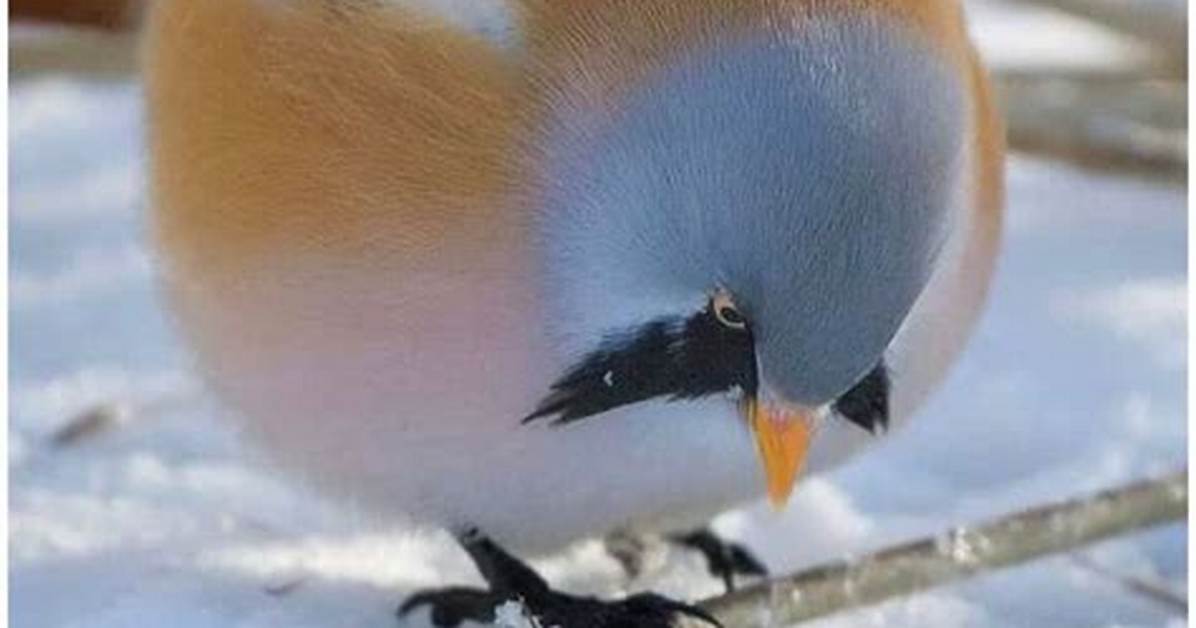 Round-Faced Bird