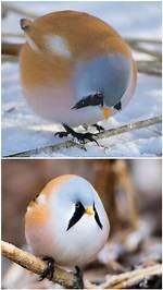Round-Faced Bird
