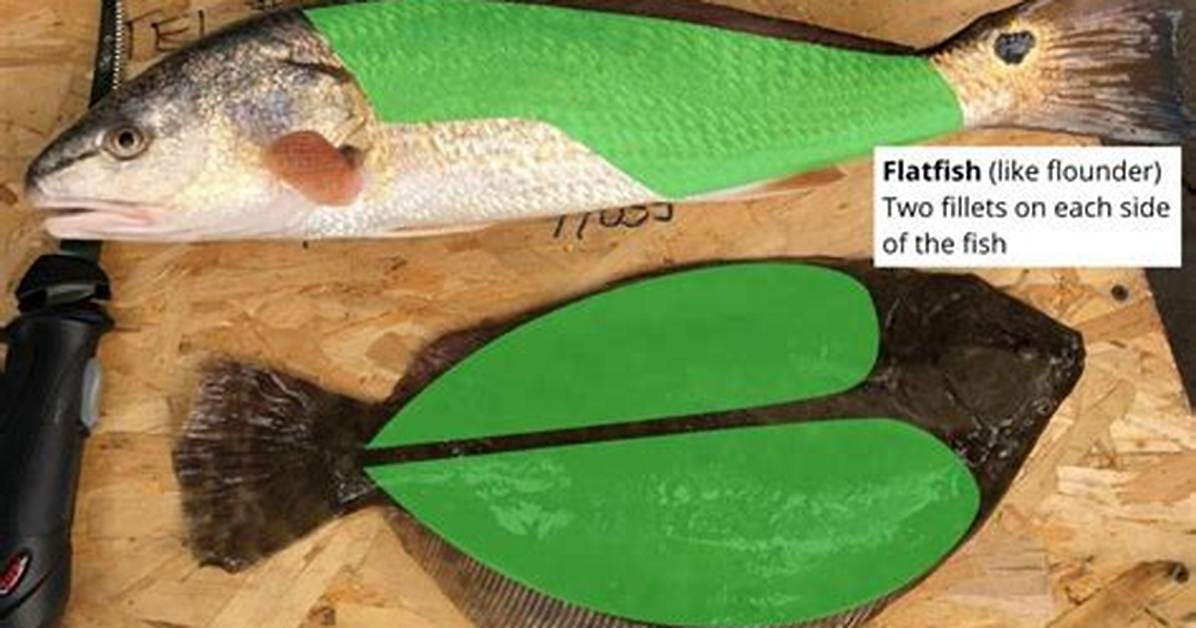 Round Fish