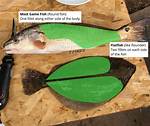 Round Fish