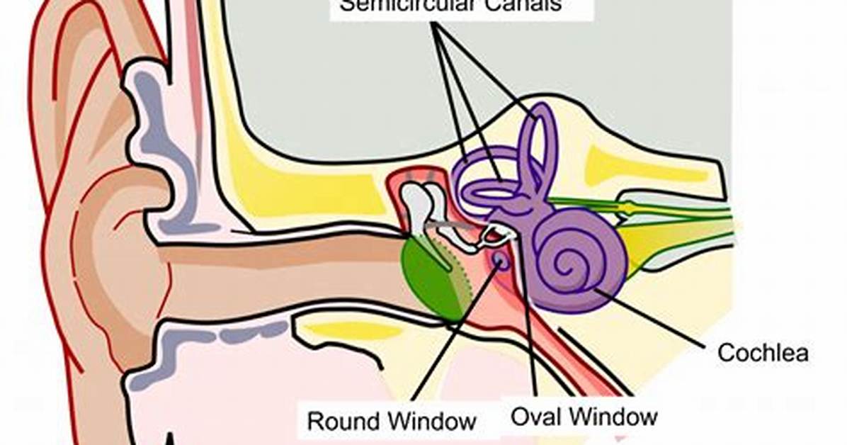 Round Window Ear