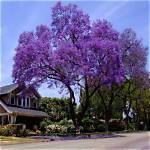 Royal Empress Tree