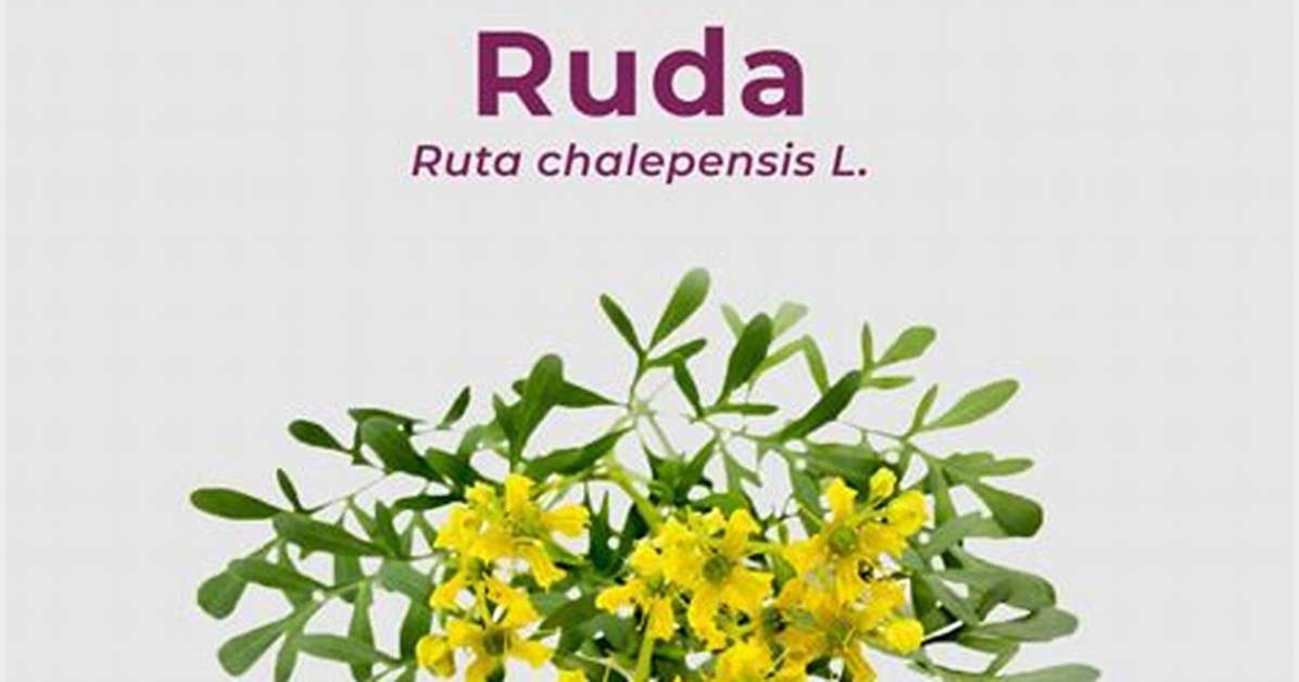 Ruda Real