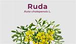 Ruda Real