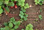 Runners Plants