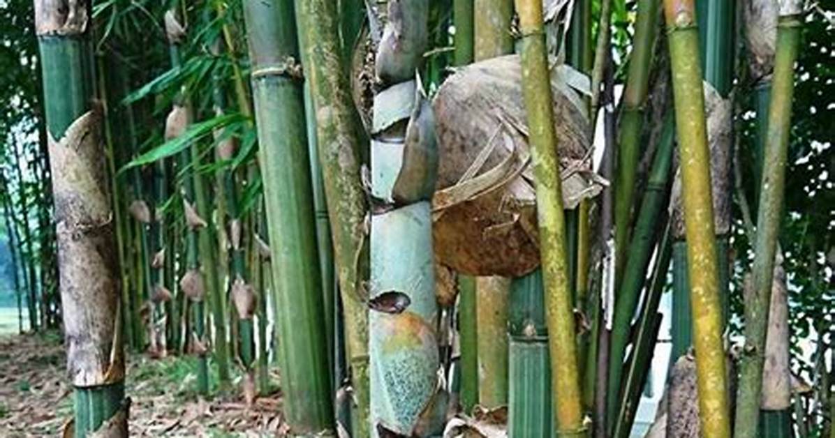 Running Bamboo