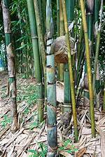 Running Bamboo