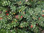 Ruscus Plant