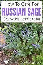 Russian Sage Care