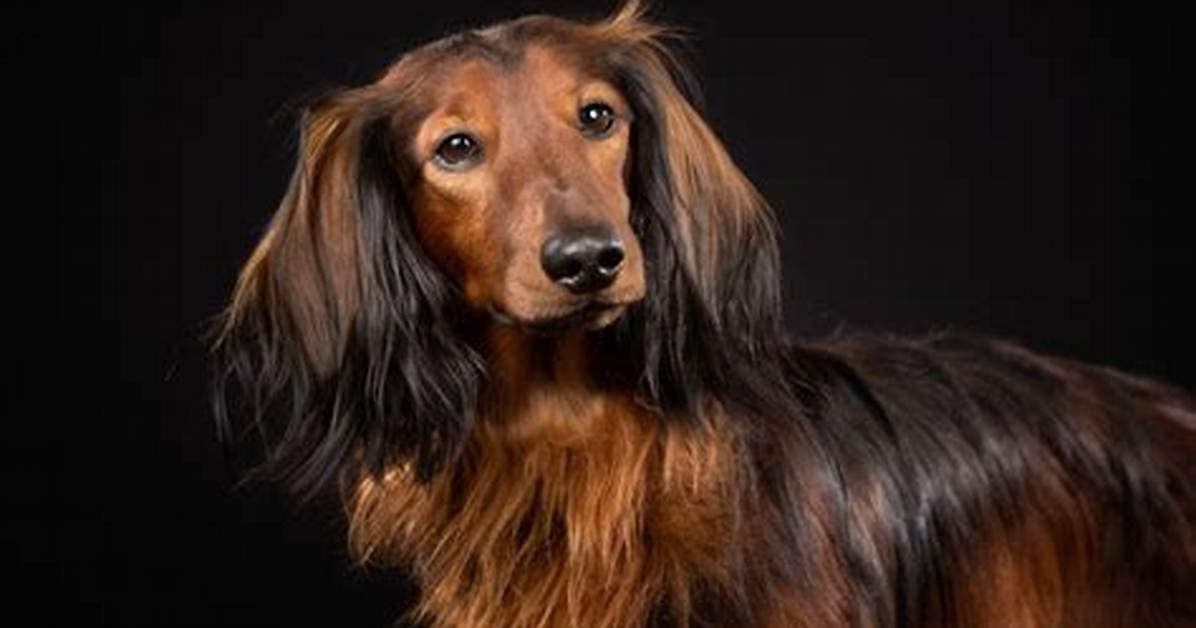 Sable Dachshund