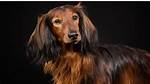 Sable Dachshund