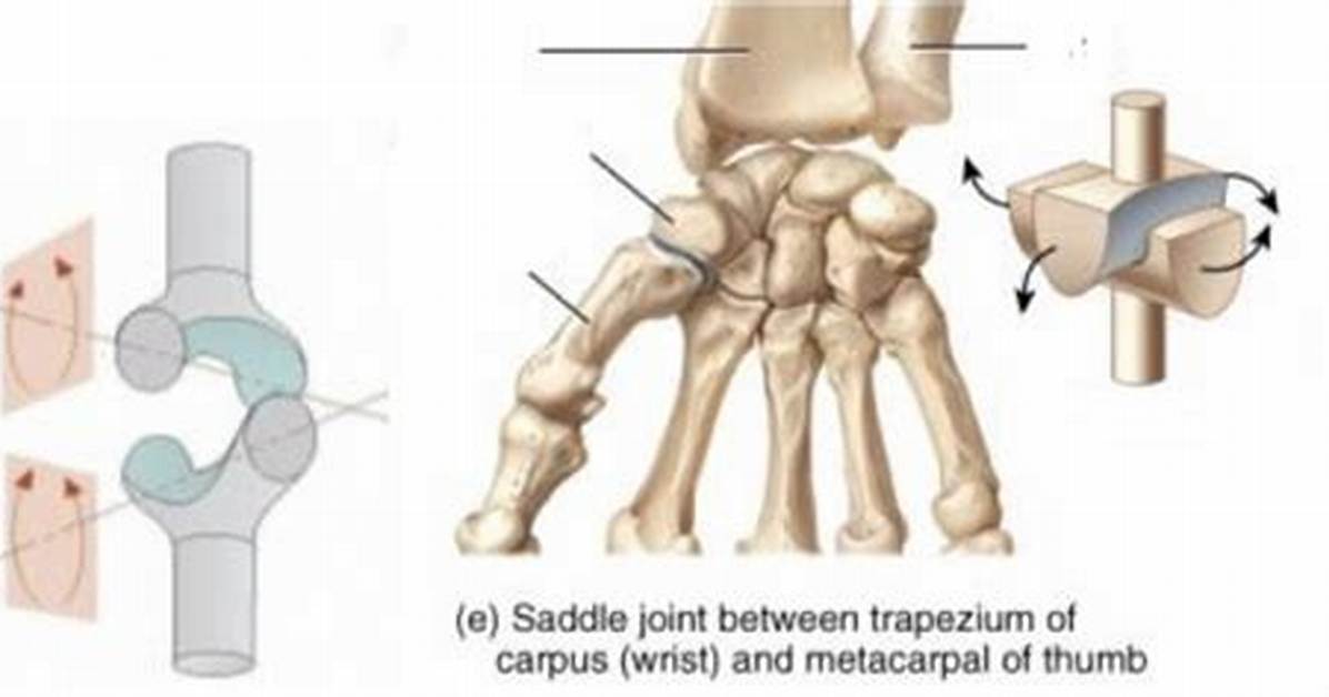 Saddle Joint Examples