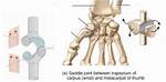 Saddle Joint Examples